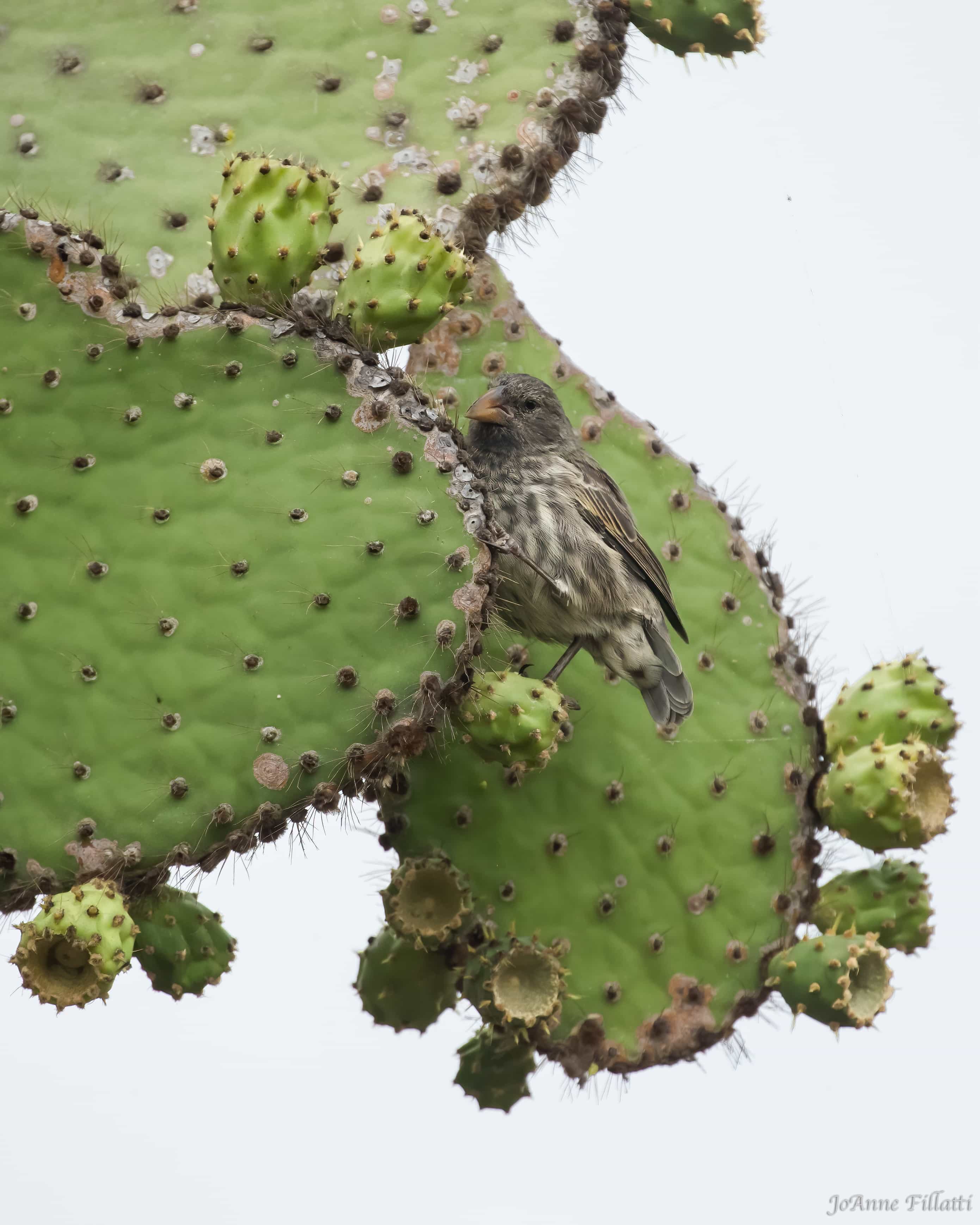 bird of galapagos image 34